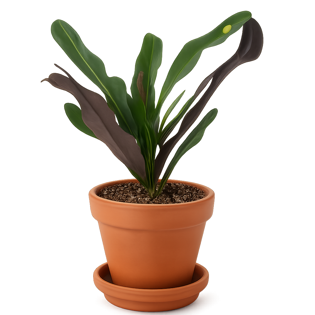 Codiaeum variegatum