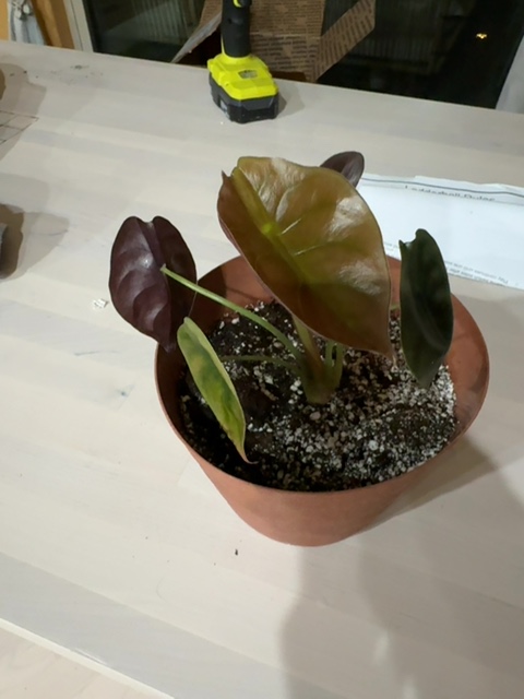 Plant