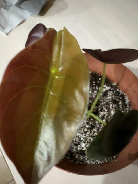 Plant
