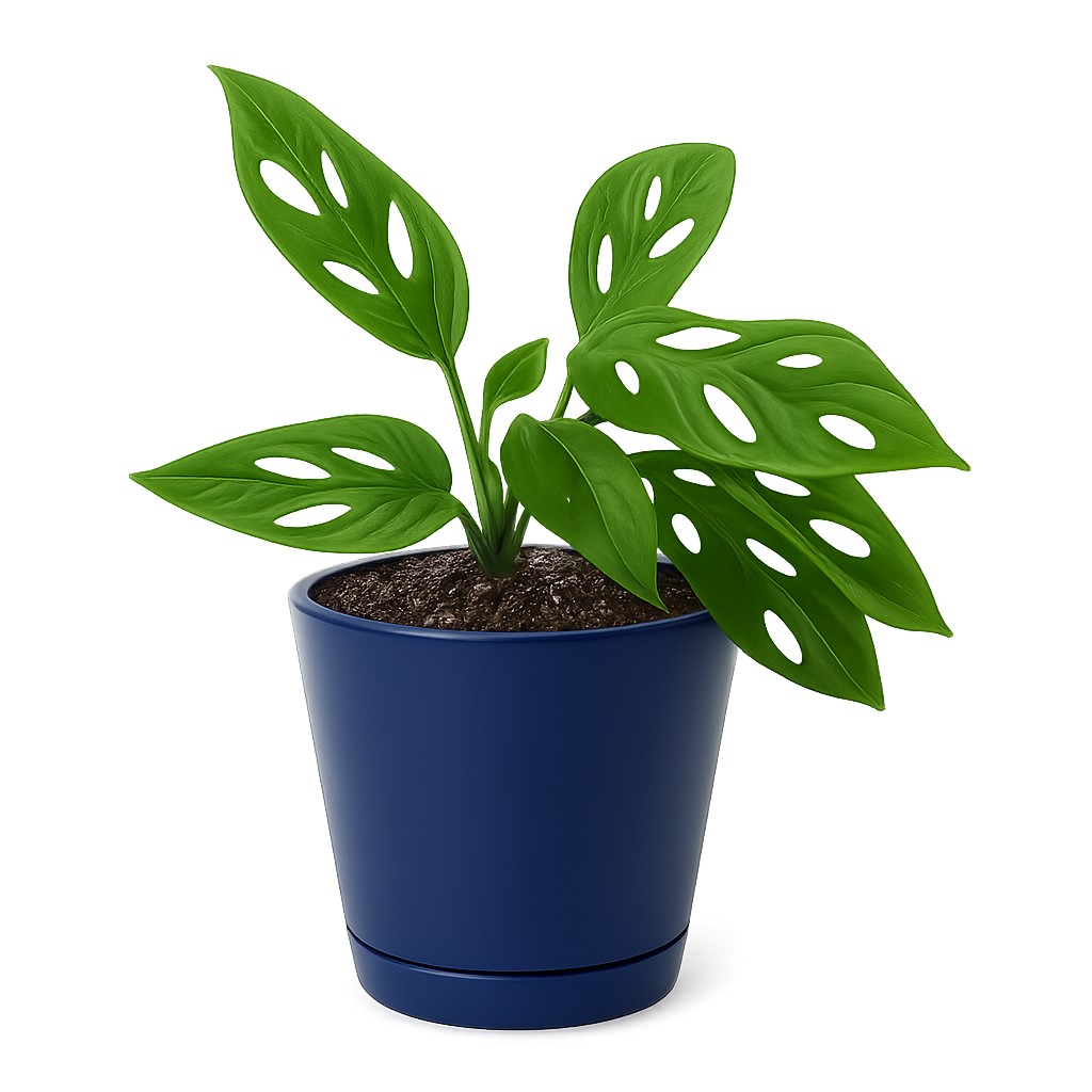 Monstera adansonii