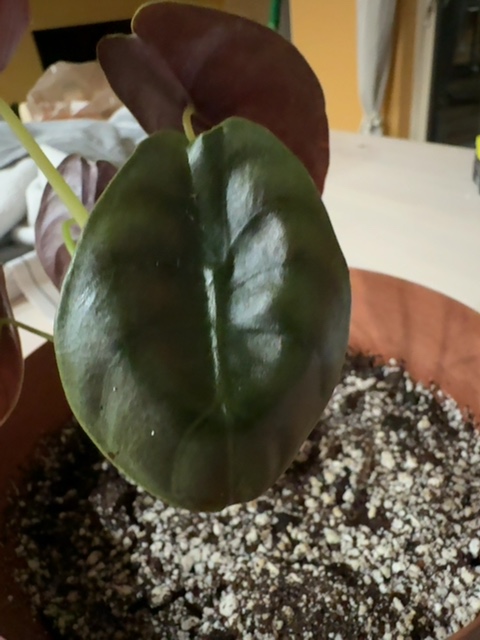 Plant