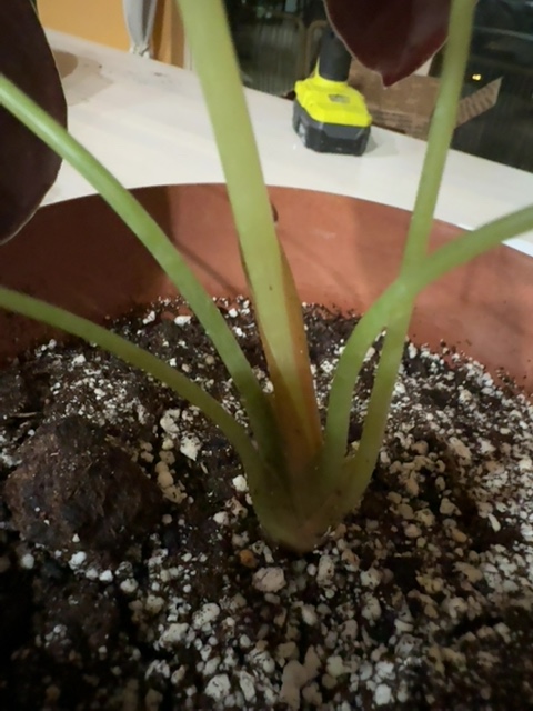 Plant