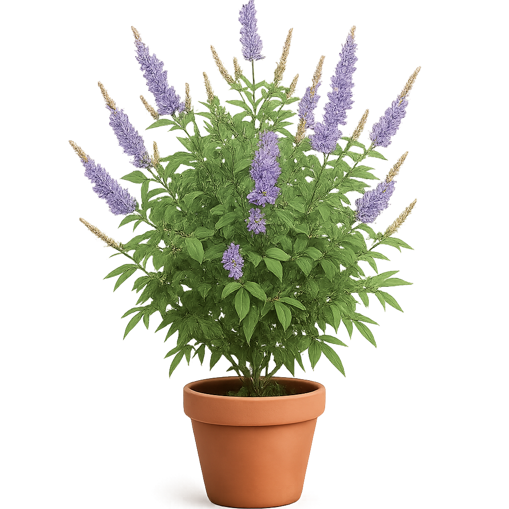 Vitex agnus-castus