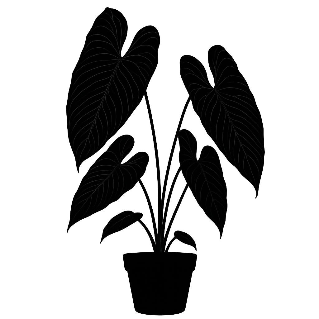 Anthurium veitchii silhouette