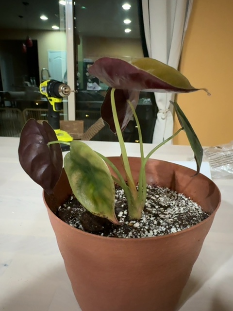 Plant