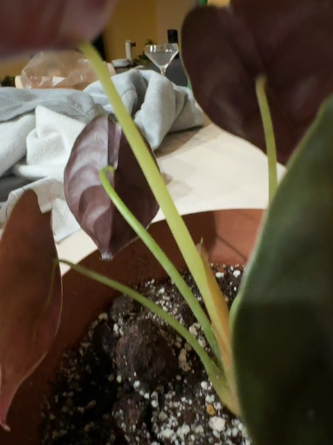 Plant