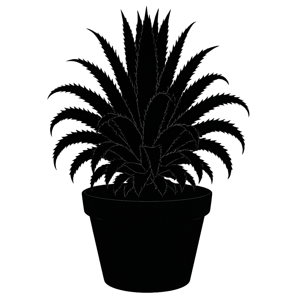 Navia incrassata silhouette
